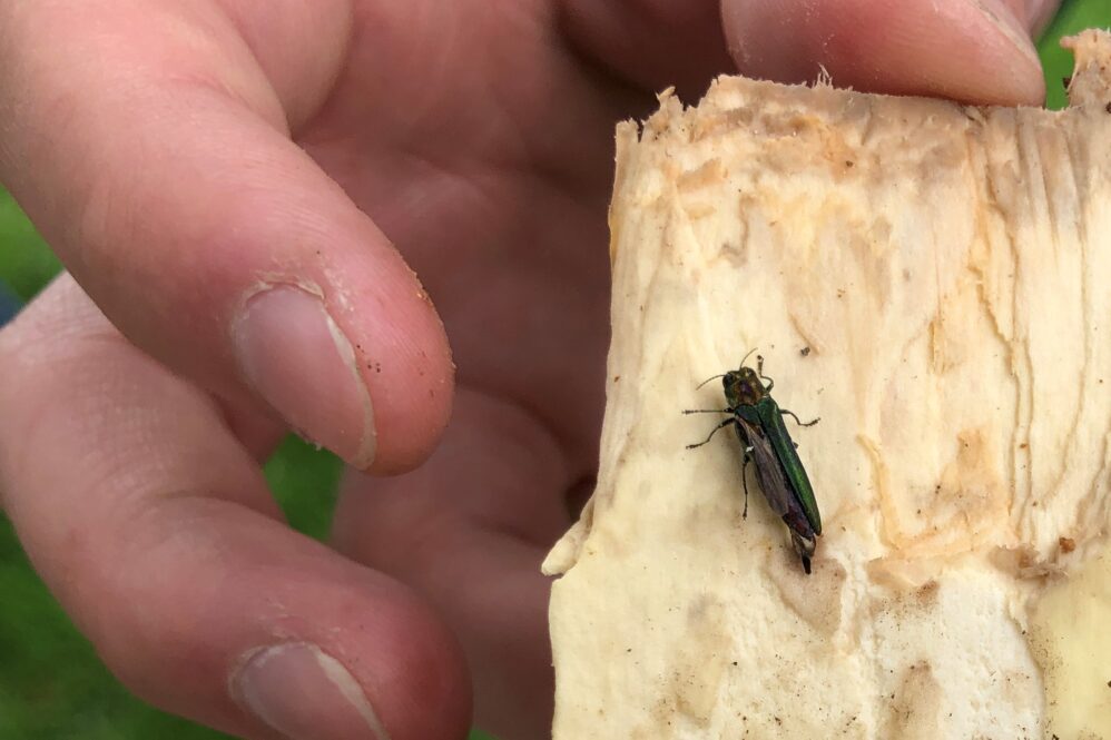 This emerald ash borer was discovered June 30 in Forest Grove. The pest poses a grave threat to the state’s ash trees, which play a crucial role in streamside and riparian areas.