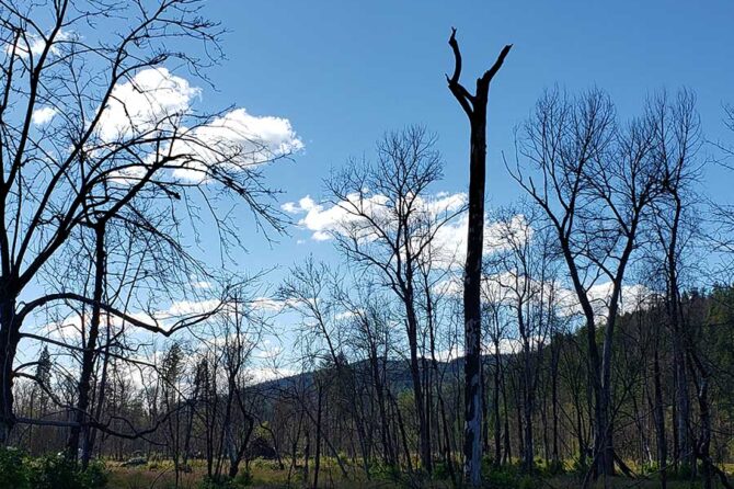 Blackened trees and meadows full of stumps and slash greet visitors to Fishermen’s Bend near Mill City. The park, operated by the federal Bureau of Reclamation, is open but only offering day-use services.