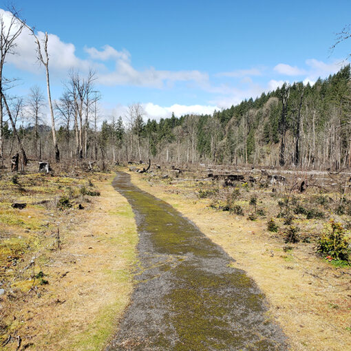 A look at the fire-scarred North Santiam State Recreation Area near Lyons. James Day