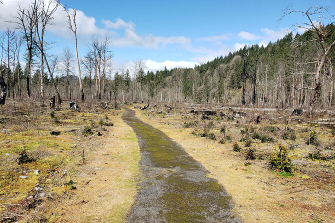 A look at the fire-scarred North Santiam State Recreation Area near Lyons. James Day