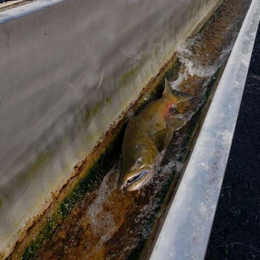 A salmon traveling up a fish chute at the Minto Fish Facility in Gates. James Day