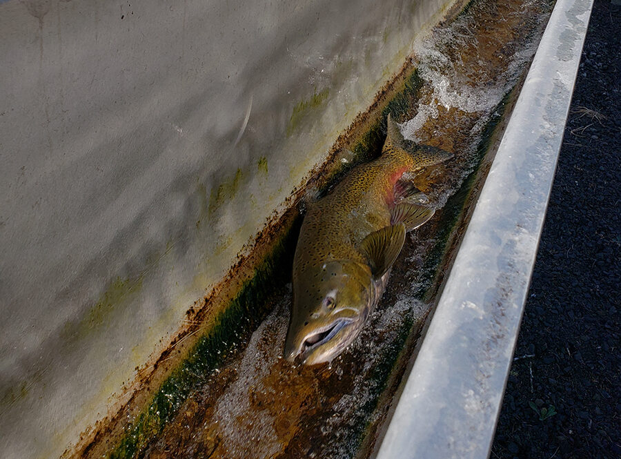 A salmon traveling up a fish chute at the Minto Fish Facility in Gates. James Day