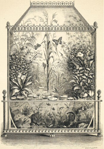 A 19th Century print of a terrarium. El Barocco/ Adobe Stock 253380099