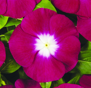 Vinca 'Pacifica Burgundy Halo'