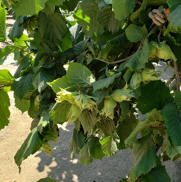 Oregon grows almost the entire United States crop of hazelnuts, which prosper on land close to the 45th parallel. James Day