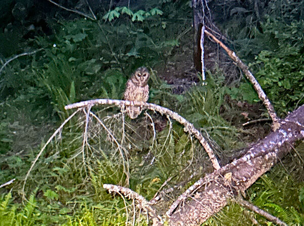 Post-fire recovery work revealed the existence of a threatened northern spotted owl in the Santiam State Forest. Oregon Department of Forestry