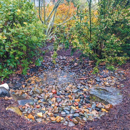 Landscape architect Laura Antonson's front yard rain garden -- courtesy of Laura Antonson