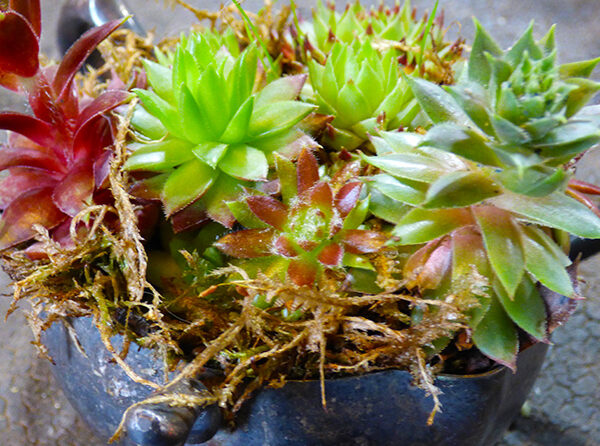 Succulents from Yarnell Nursery