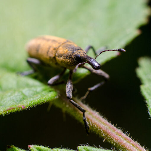 So the weevil said to me, “Hey, I heard you had some good food here. Mind if I have a bite?” © LUTENSKO / 123rf.com