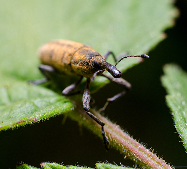 So the weevil said to me, “Hey, I heard you had some good food here. Mind if I have a bite?” © LUTENSKO / 123rf.com