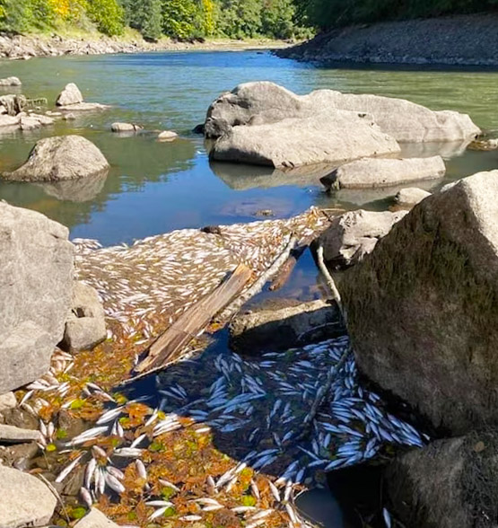 Some of the kokanee that were killed as a result of the 2023 and 2024 drawdown of the Green Peter reservoir on the South Santiam River.  Courtesy of U.S. Army Corps of Engineers