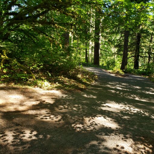 Here is a look at the new North Rim Trail between the North Canyon Trailhead and the North Falls Trailhead at Silver Falls State Park. Officials have had to put a planned campground in the area on hold pending further funds becoming available.